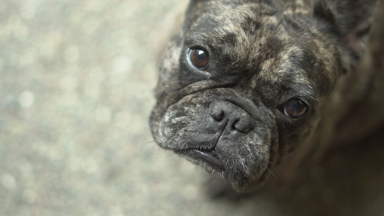 BOAS resipiratory issue