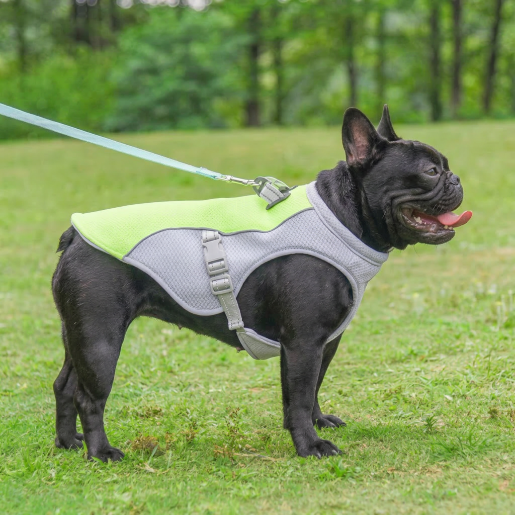 Ruffwear Swamp Cooler vest fitted on a French bulldog, showing proper coverage for a barrel chest.
