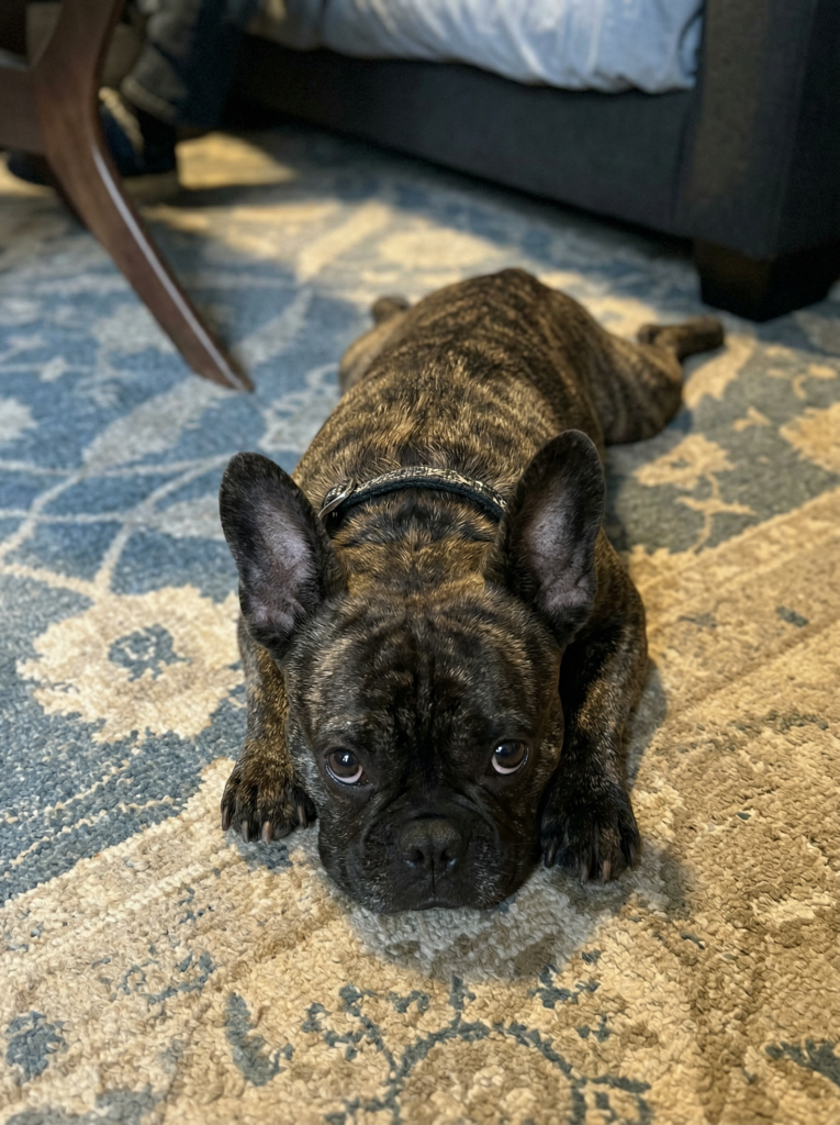 Close-up of a French Bulldog showing flat-faced anatomy linked to snoring and BOAS