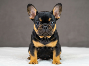 French Bulldog eye discharge near the inner corner of the eye