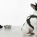 best harness for french bulldog