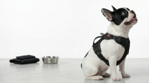 best harness for french bulldog