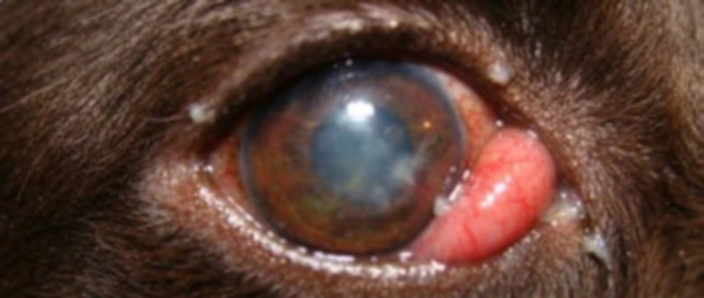 French bulldog cherry eye showing a red lump in the inner corner of the eye