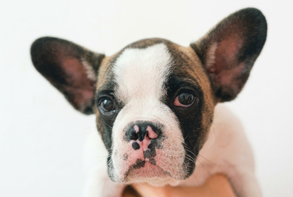 close-up of French bulldog eye redness