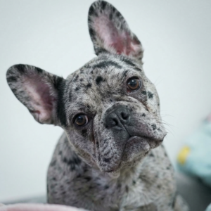 french bulldog dry eye