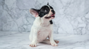 Owner calmly comforting a French Bulldog during a brief reverse sneezing attack