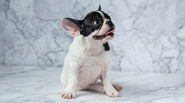 Owner calmly comforting a French Bulldog during a brief reverse sneezing attack