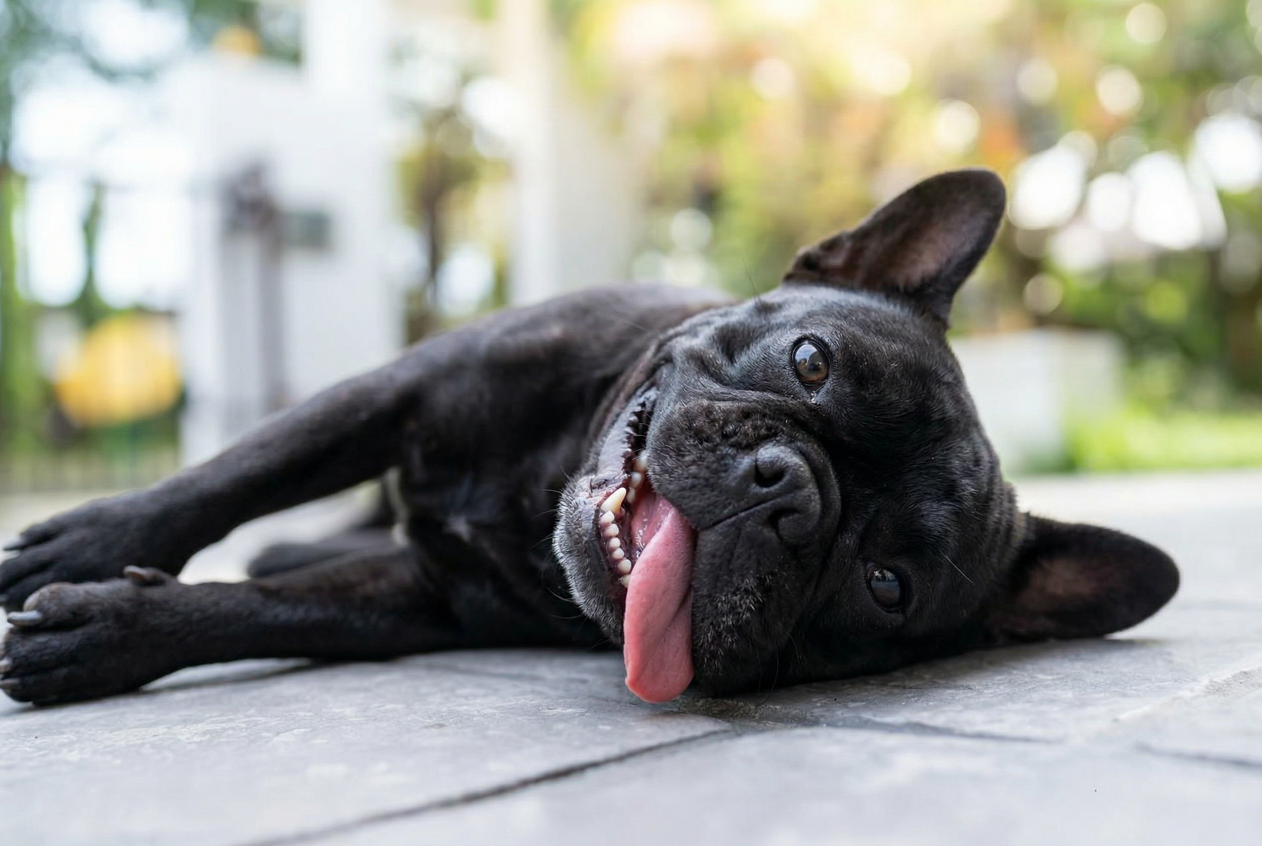 French Bulldog heat stroke symptoms heavy panting and overheating