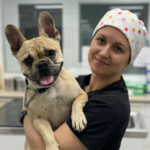 French Bulldog with breathing problems showing BOAS symptoms