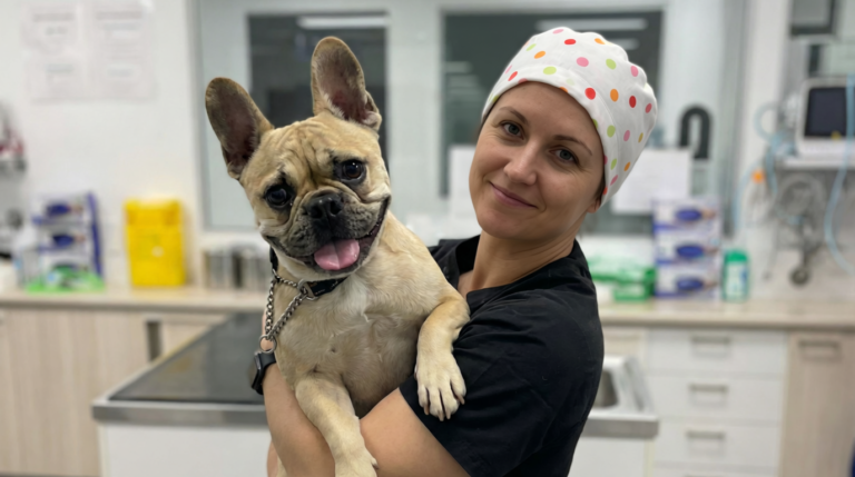 French Bulldog with breathing problems showing BOAS symptoms