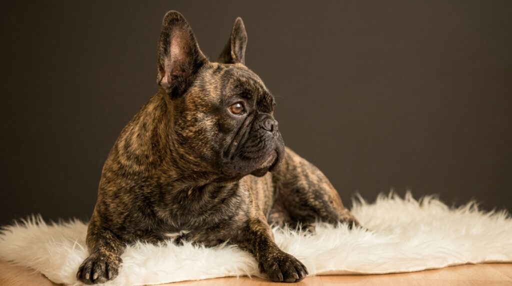 French Bulldog skin fold dermatitis with red irritated skin in the facial wrinkles