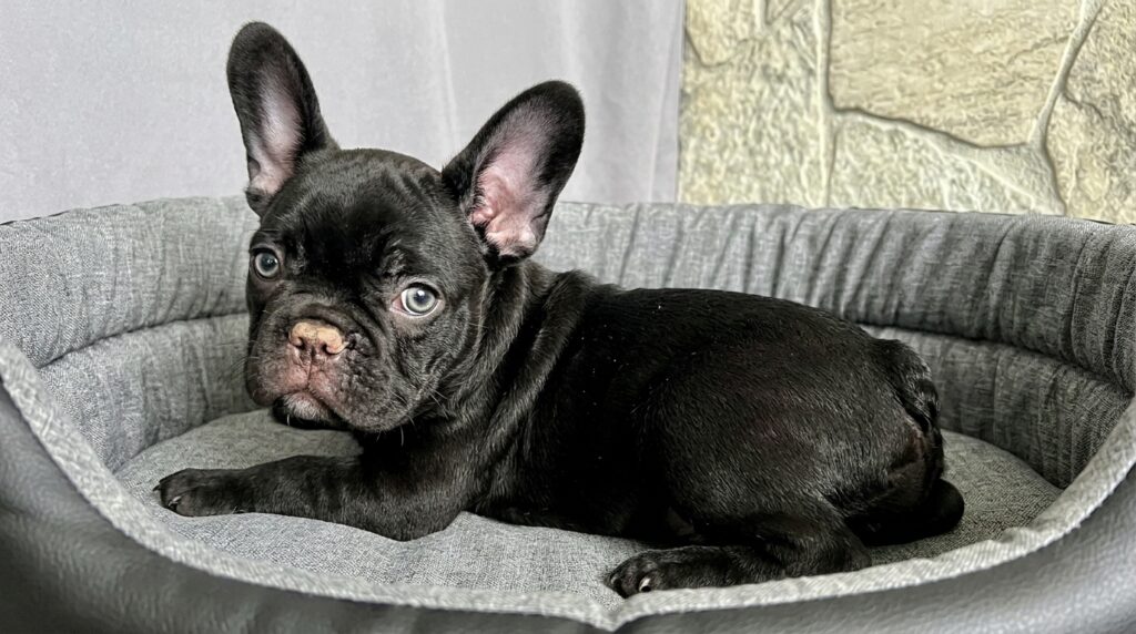 French Bulldog watery eyes with mild tear overflow and redness around the eye