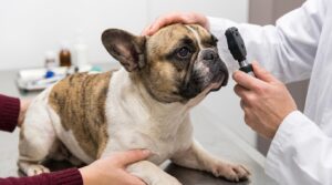 French Bulldog skin fold dermatitis in the nose wrinkle with signs of irritation and odor