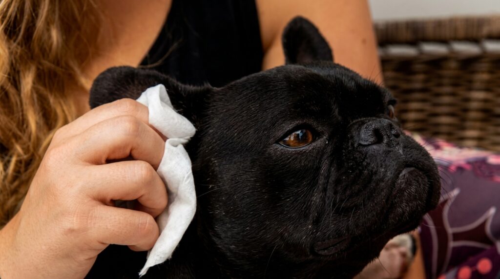Ear infection in French Bulldog causing redness and head shaking
