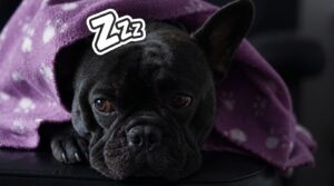 French Bulldog breathing at night showing noisy sleep breathing and possible BOAS signs
