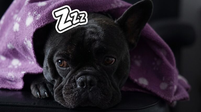 French Bulldog breathing at night showing noisy sleep breathing and possible BOAS signs
