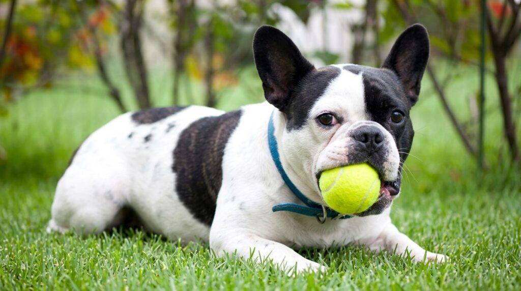 French Bulldog exercise intolerance warning signs owners should watch for
