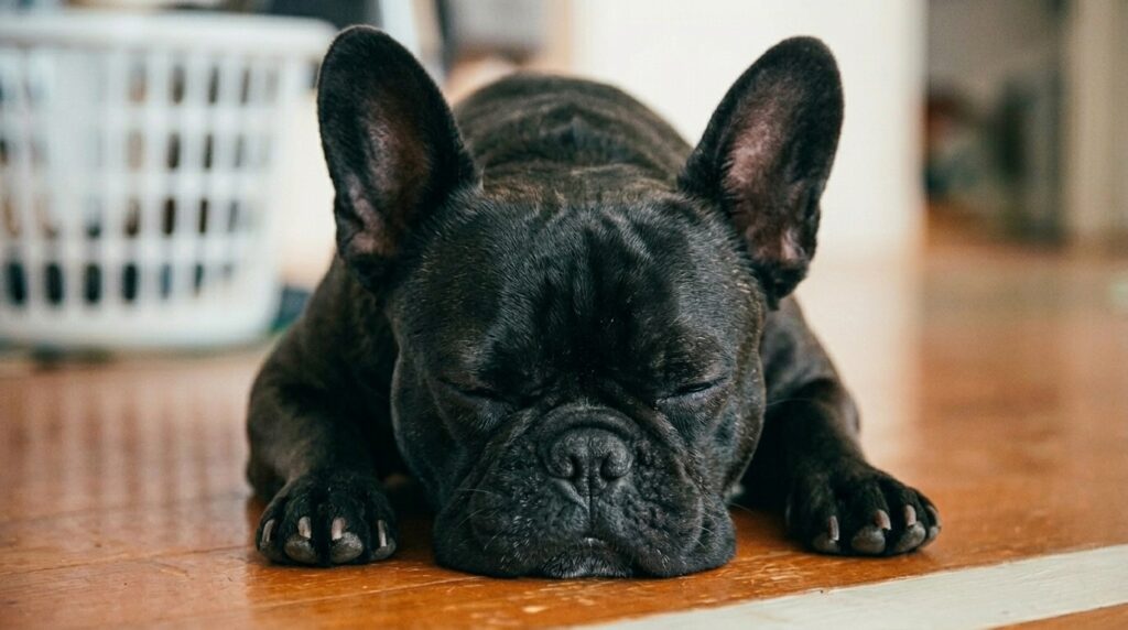French Bulldog breathing at night while sleeping with signs of brachycephalic airway noise