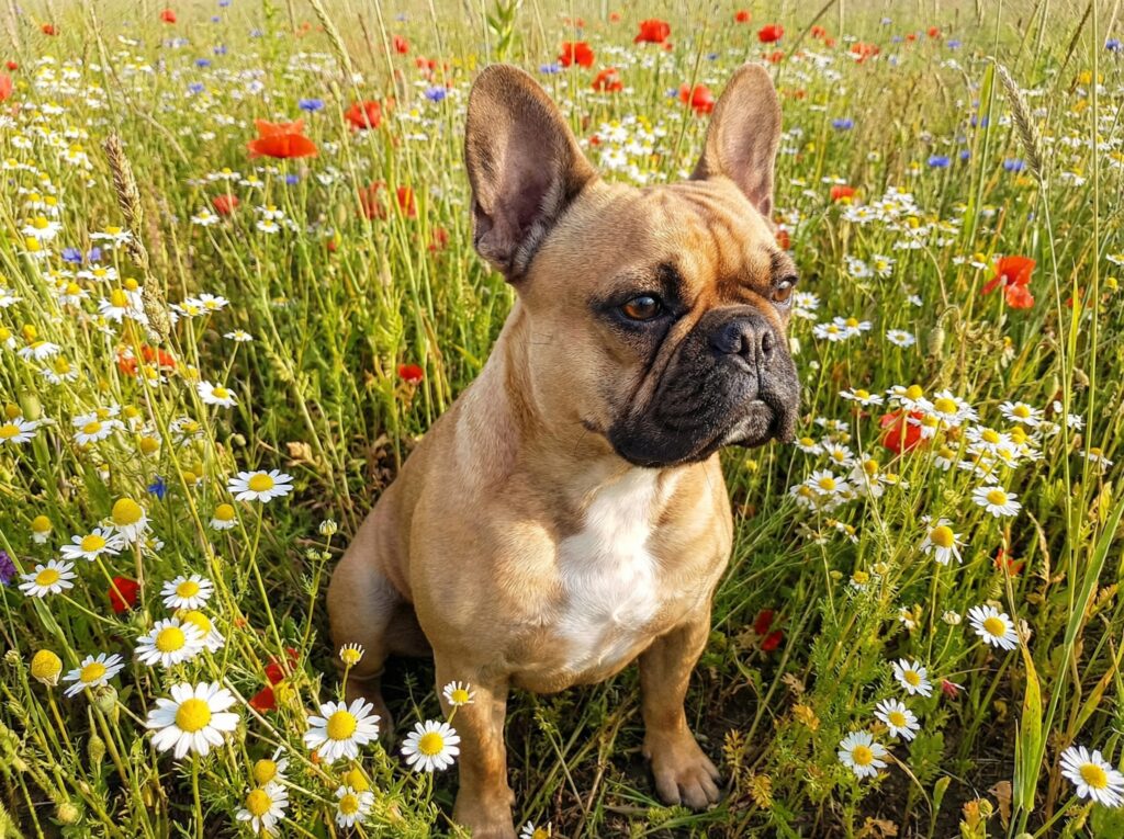 Owner checking a French Bulldog breathing hard at home