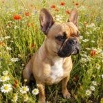 Owner checking a French Bulldog breathing hard at home