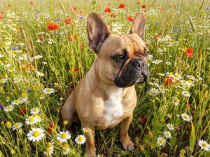 Owner checking a French Bulldog breathing hard at home