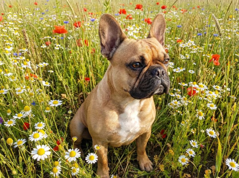 Owner checking a French Bulldog breathing hard at home