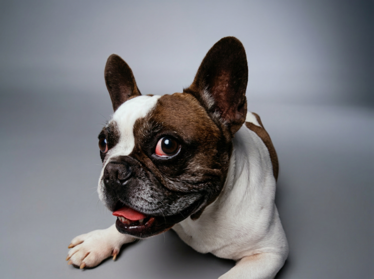Close-up of healthy French Bulldog wrinkles that look clean, dry, and free of irritation