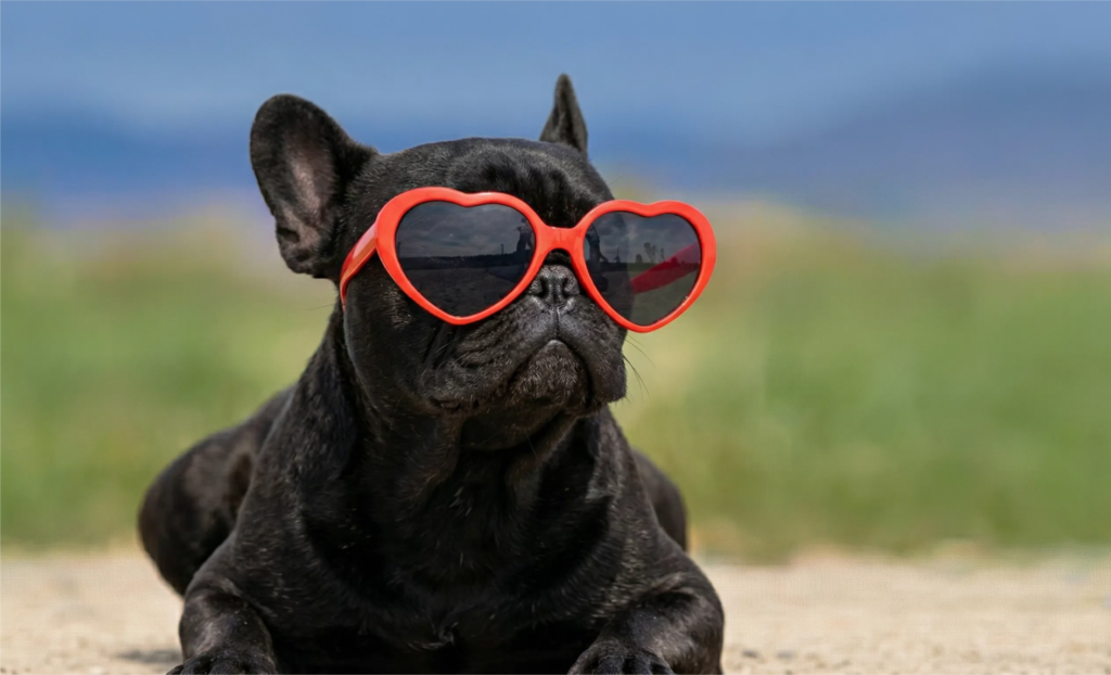 Best temperature for French Bulldogs in a cool indoor living room