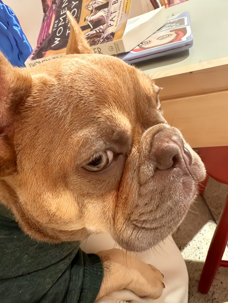 French Bulldog wrinkle care example showing redness and moisture inside irritated facial folds