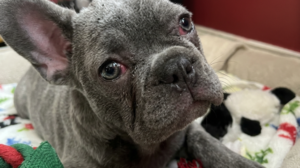 French Bulldog watery eyes with clear discharge and mild eye irritation