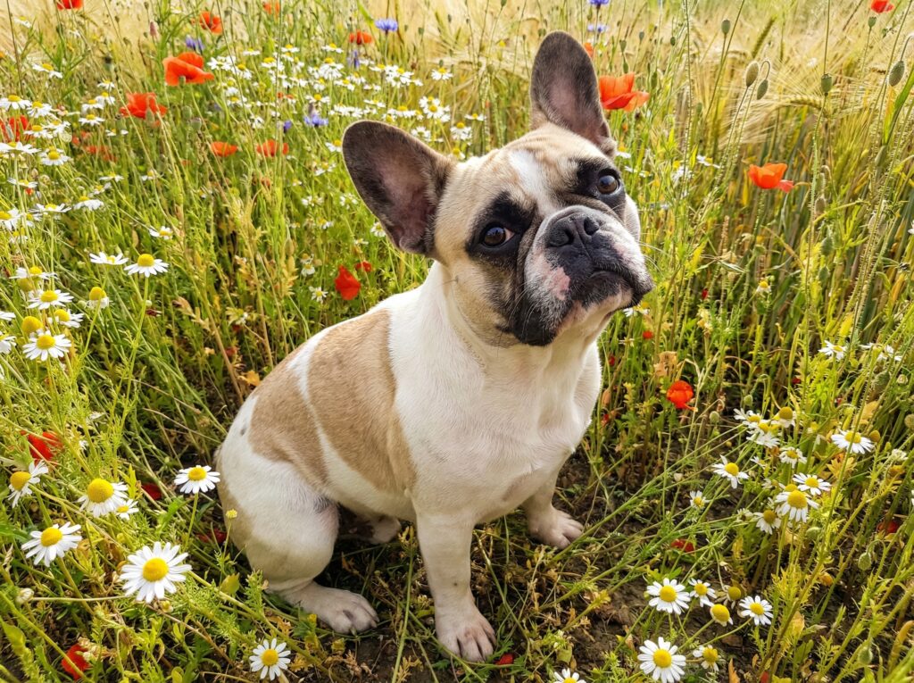 French Bulldog breathing hard while resting on a dog bed indoors