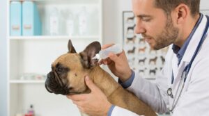 Ear infection in French Bulldog with scratching and swelling around the ear