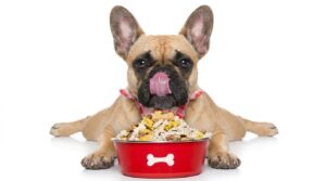 best dog food for french bulldog