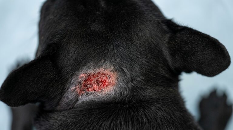 French Bulldog hot spots on the skin with a red moist irritated patch near the neck