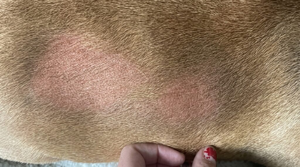 french bulldog yeast skin infection 