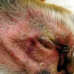 french bulldog yeast skin infection