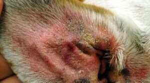 french bulldog yeast skin infection