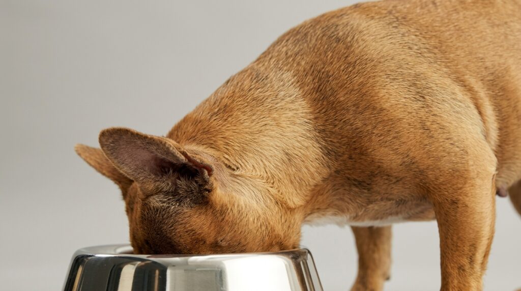 best dog food for french bulldog