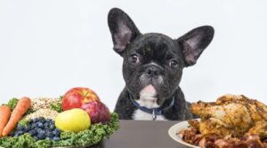best food for frenchies with sensitive stomach