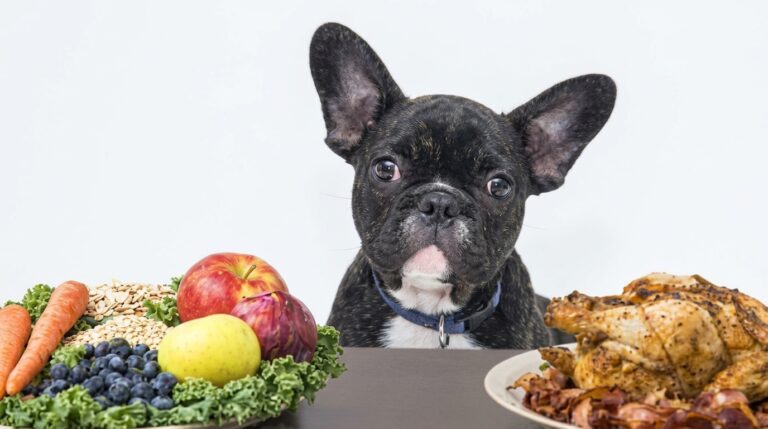 best food for frenchies with sensitive stomach