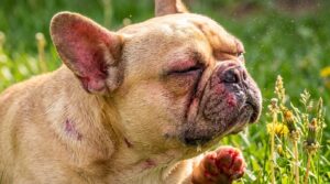 French Bulldog allergies rs