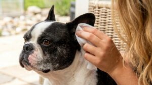 french bulldog ear cleaning