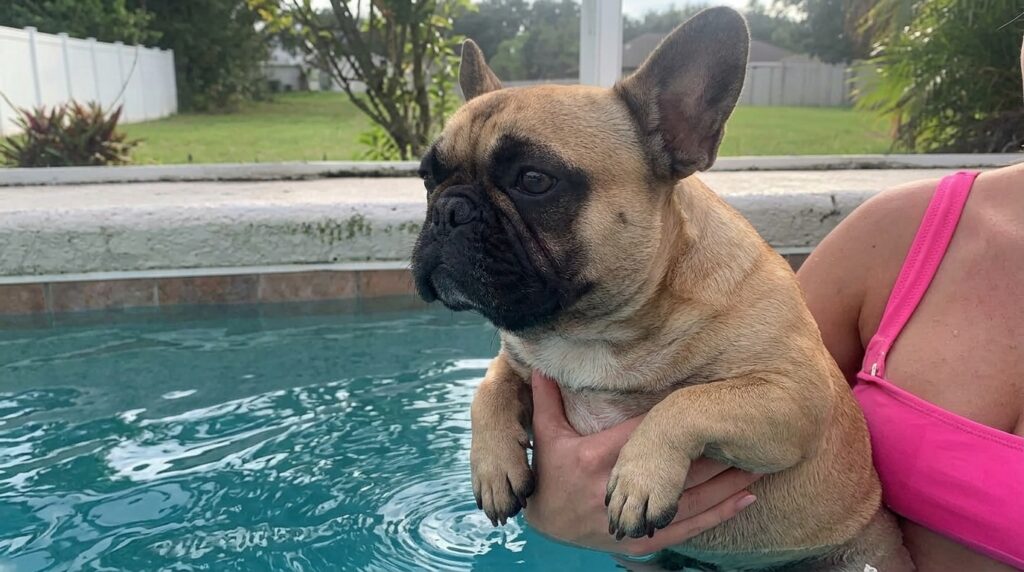 french bulldog swimming