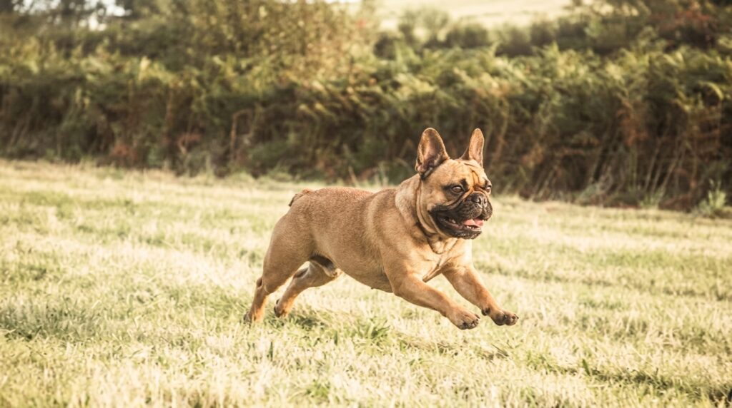 French Bulldog Hip Dysplasia: Signs, Causes, and What It Really Means