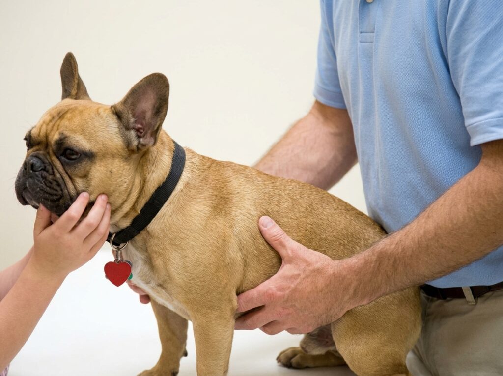 French Bulldog Luxating Patella: Signs, Grades, and Surgery Costs