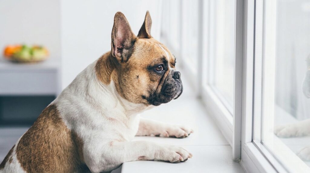 French Bulldog Separation Anxiety