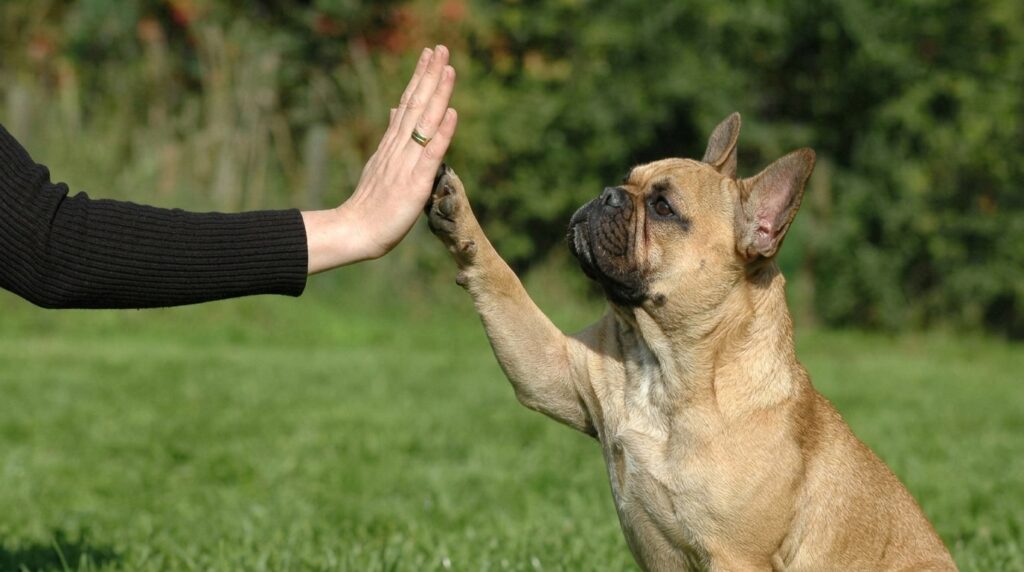 House Training a French Bulldog: Why It's Hard and How to Succeed