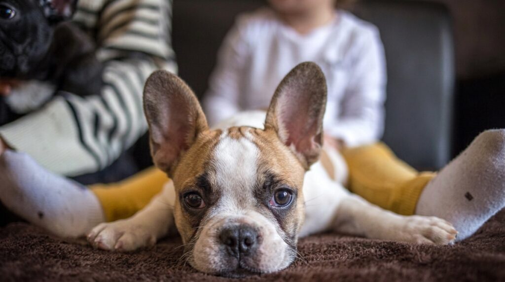 French Bulldog Temperament: Personality, and Are They Good Family Dogs?