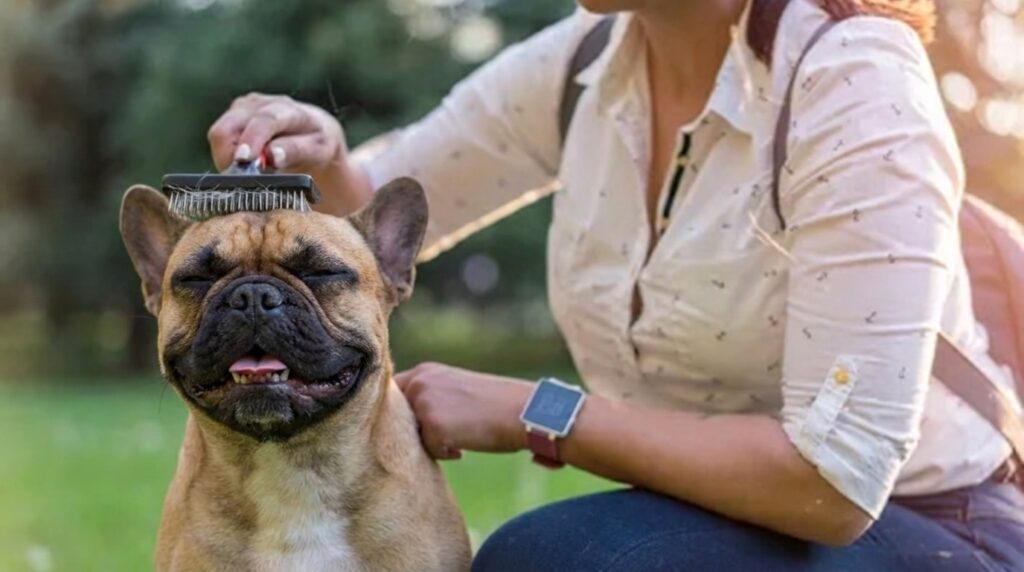 Brushing a French Bulldog to reduce shedding