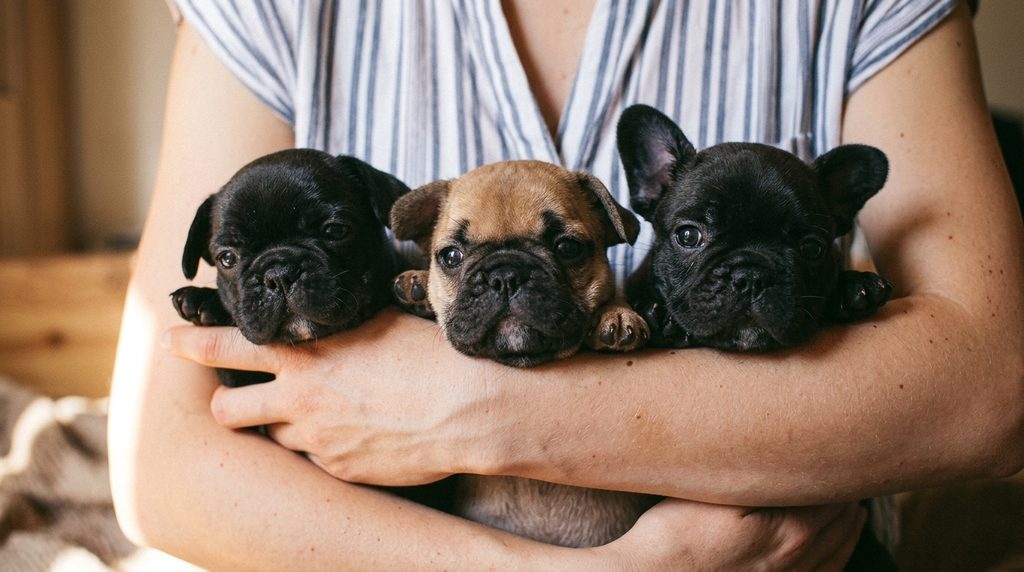 French Bulldog cost vet bills and health cost budgeting